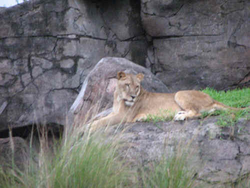 A lioness at the Kopje