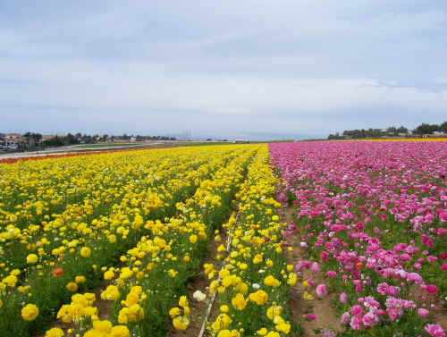 The Flower Fields at Carlsbad.