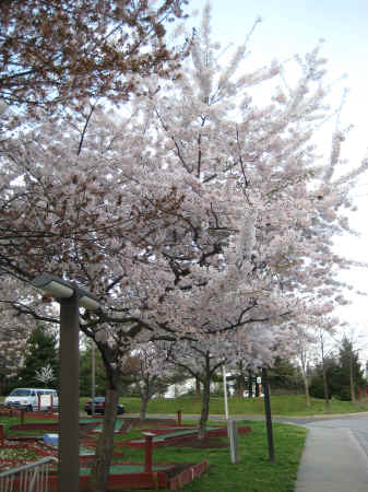 Cherry blossoms in the campground.