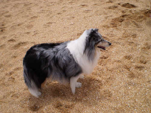 Zoe just loves the wind on the beach!