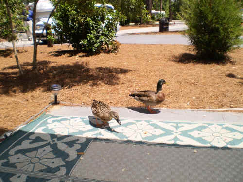 A friendly pair of mallards