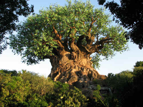 Evening sun on the Tree of Life