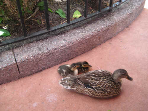 Momma Mallard and the babies.