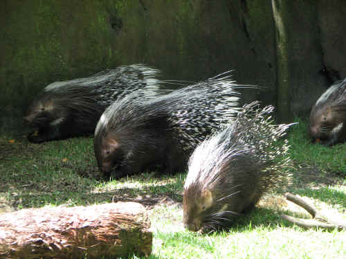 African Porcupines
