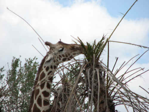 A hungry giraffe