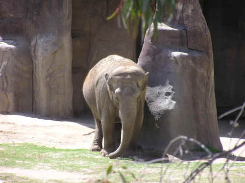A baby elephant . . . a 700 pound tyke!