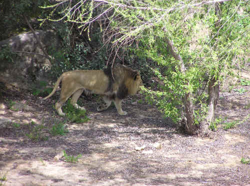 A lion at the Wild Animal Park.