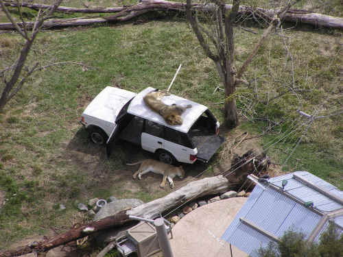 Lions relaxing at the Wild Animal Park.