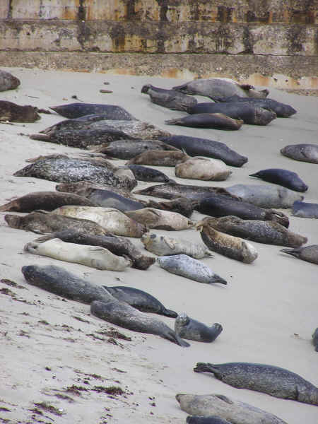 Basking seals at the Children's Pool.