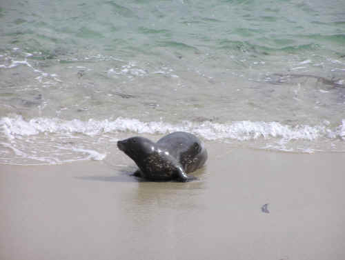 A seal pup at the Children's Pool, La Jolla.