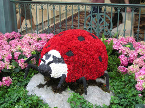 A giant ladybug at the Bellagio.