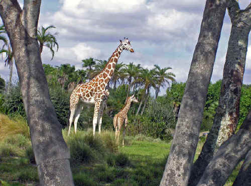 Mom and baby at Kilimanjaro Safaris