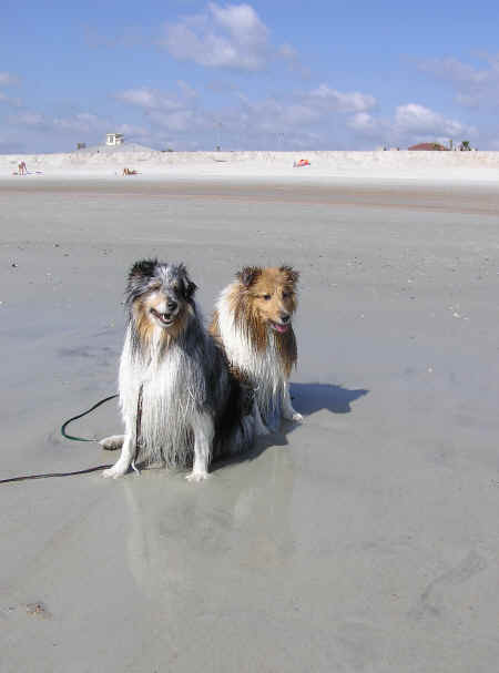 Zak & Zo's first swim in the Atlantic!