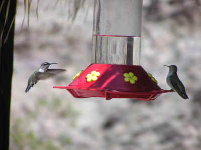 I liked the hummingbirds at Palm Canyon