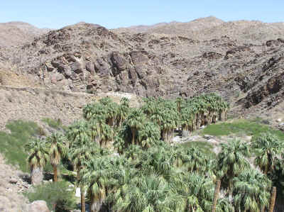 Palm Canyon - from lush palms to arid desert in just a few feet