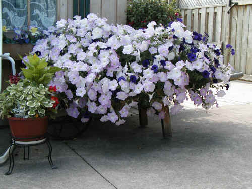 A wheelbarrow full of petunias