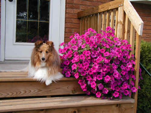 Zak & petunias on the back step