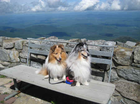 They look like mountain dogs . . . 