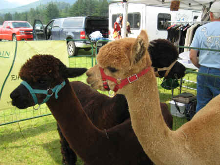 Curious alpacas