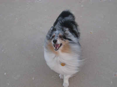 A wind-swept Zo on the beach