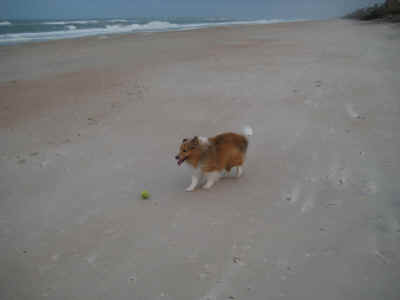 Zak just loves to chase his ball on the beach