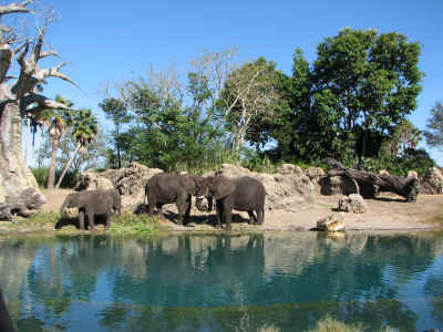 Kilimanjaro Safari Ride