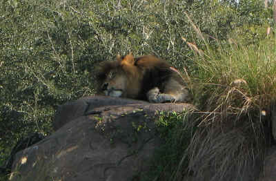 The lion was sound asleep at The Coppies