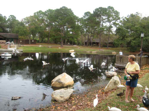  . . . but word spread quickly.  Soon I was overwhelmed with birds!