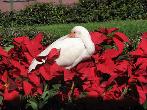 Everyone likes the poinsettias!