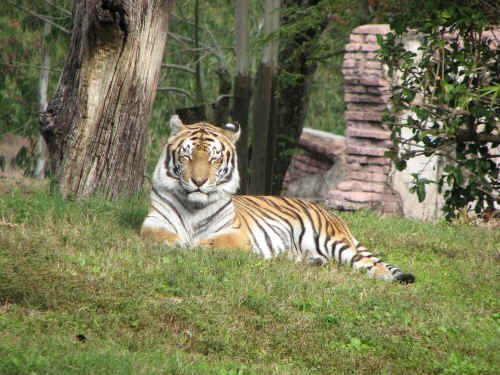 Lots of tigers on the Maharajah Jungle Trek