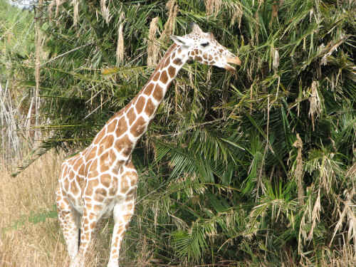 There were lots of animals in sight on the safari!