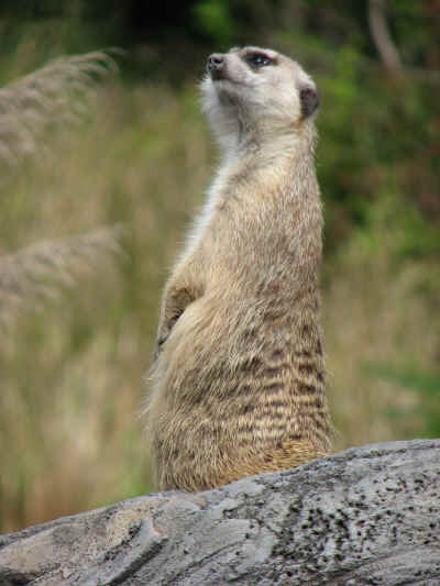 A meerkat on guard duty . . . it looks a lot like Zoe when she's on duty!