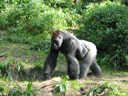 A lowland gorilla