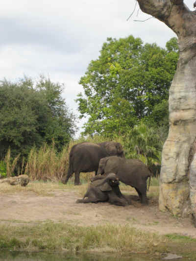 The baby elephants were very playful