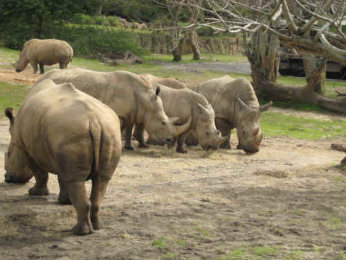 Not the best angle on the one white rhino