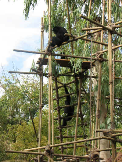 Dad on top, baby on the platform & Mom down below