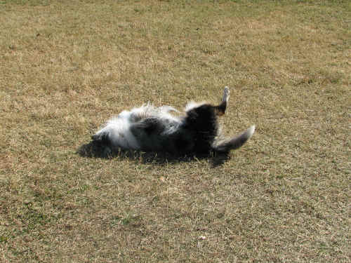 Zo just loves the Doggie Park!