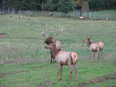 A reindeer farm near our campground at Irasburg, VT