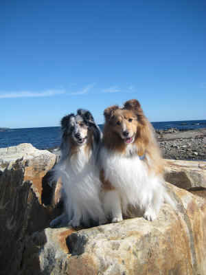 Zak & Zoe liked Rye beach too!