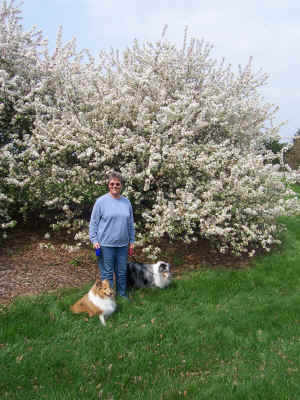 Blossoms at a rest area