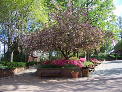 Beautiful landscaping at the Opry House