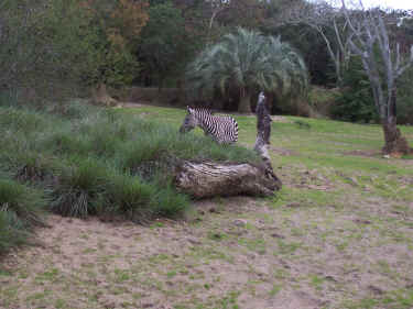 The zebras were "front and centre" today