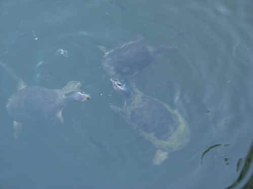 Hungry turtles at The Generation Gap Bridge