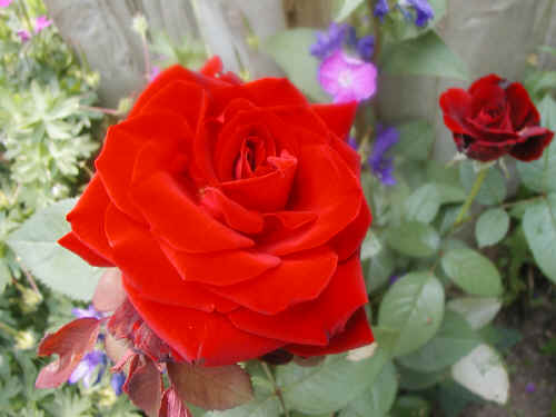 A ruby red rose!