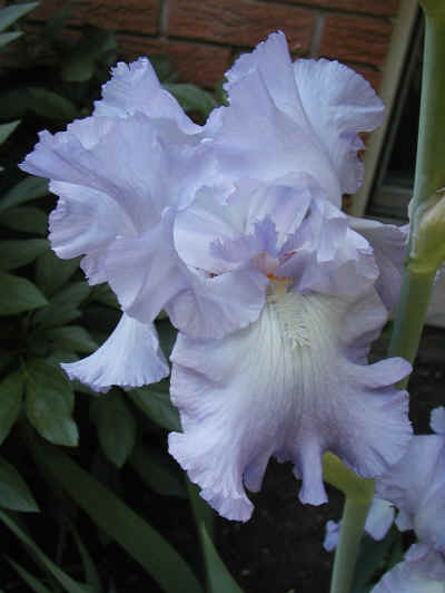 Iris