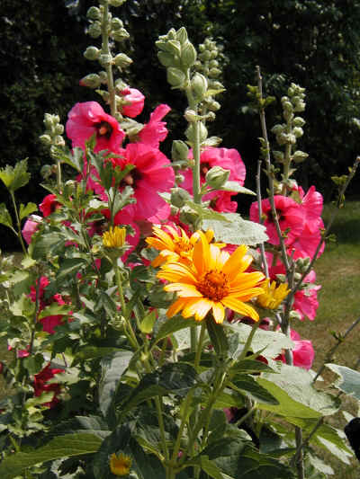 Hollyhocks and False Sunflowers