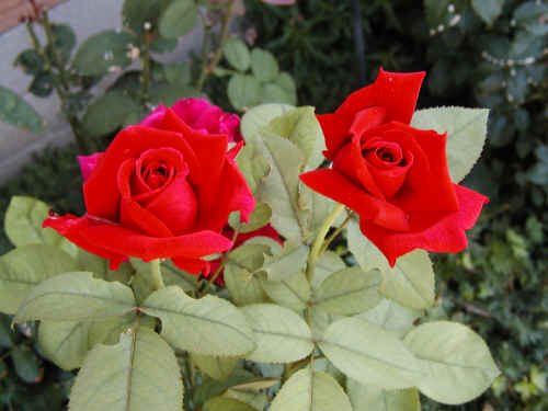 Roses beside the pool