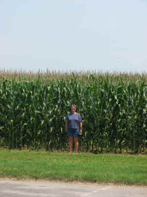 The corn is as high as an elephant's eye