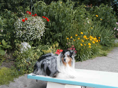 Zoe on the diving board