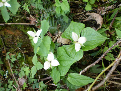 Trilliums - the official flower on Ontario - our home Province!